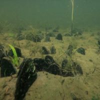 An underwater image of mussels. 