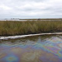 An oil sheen in a marsh with pollution sorbent around it.