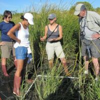 Group of four people standing in a marsh.