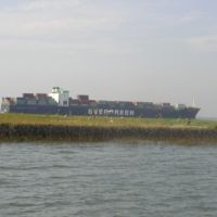 Pelicans and oiled marsh in front of the container ship M/V Everreach in 2002.