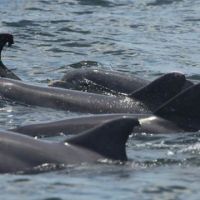 Group of dolphin fins at ocean surface.
