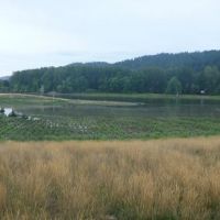 Newly planted wetland vegetation on the bank of a river.