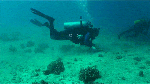 SCUBA diver scrubbing a spot on the seafloor for the cement and coral to stick to during coral restoration after the VogeTrader ship grounding. SCUBA diver scrubbing a spot on the seafloor for the cement and coral to stick to during coral restoration after the VogeTrader ship grounding.