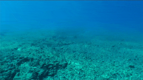View of seafloor devoid of coral before restoration due to the VogeTrader grounding. View of seafloor devoid of coral before restoration.